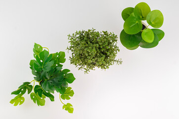 Three kinds of artificial plants on a white background, top view. Monstera, boxwood, pilea peperomia. High quality photo.