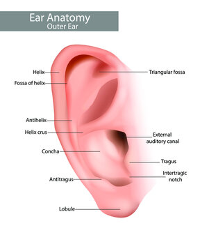 Outer ear is the auricle or pinna. Ear Anatomy. Realistic illustration of human ear