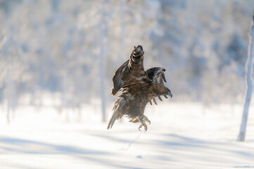 Golden Eagle Landing 1