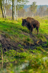 Bison in nature on the background of birches..