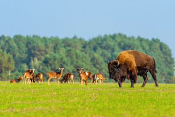 Bison in nature against the background of other animals..