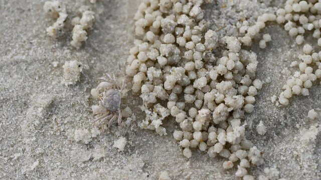 Burrow of ghost crab on sand beach. art architecture from nature live. crabs hole and sand ball. natural art on sea beach. image
