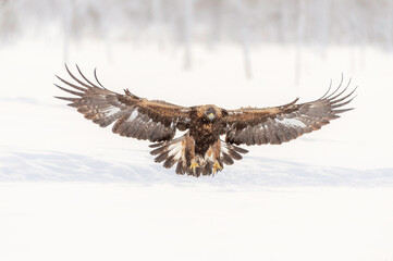 Golden Eagle Incoming