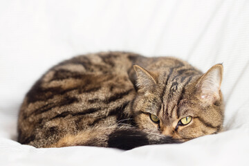 Tabby cat lies on the bed curled up in a ball, looks at the camera.