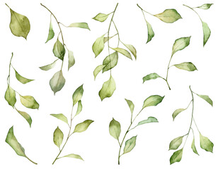 Set of watercolor hand painted green leaves on twigs isolated on white background. Realistic botanical objects. Hand drawn botany plants