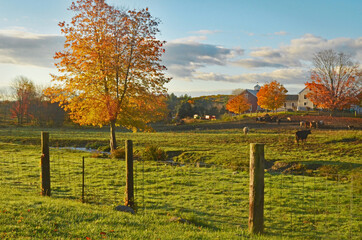 Autumn sunrise on a New England farm.