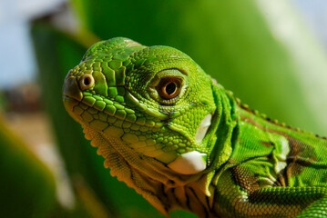 Iguana green in close-up with green background. South American and Brazilian biodiversity.