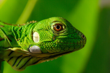Iguana green in close-up with green background. South American and Brazilian biodiversity.