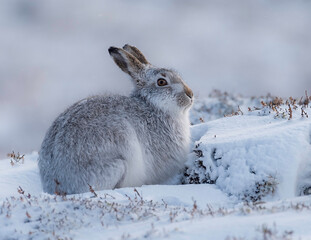 Scottish Mountain Hare 6