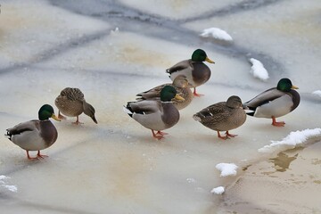 Fototapeta premium Mallard ducks on the ice a frozen river