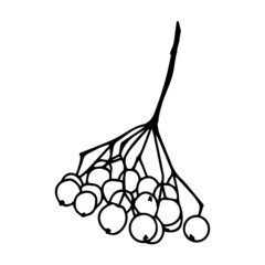 Contour drawing of a rowan twig with berries. Doodle style