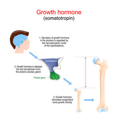 Growth hormone stimulates development of the bone.