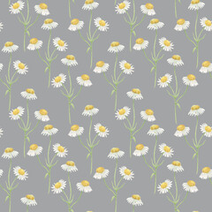 Watercolor painting seamless pattern with delicate white daisies on a gray background