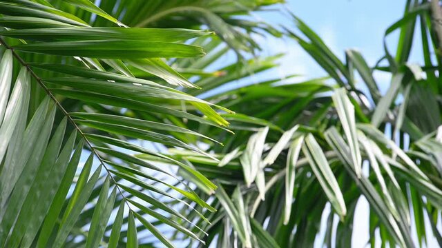 Background of tropical palm leaves swaying in the breeze with patterns forming from their shape and the way sunlight and shadow is falling on the leaves.