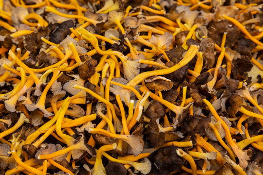 Trompetas amarillas o angulas de monte (cratherellus lutescens). Seta, oto&ntilde;o. (camagroc en catal&aacute;n)
