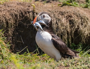 Puffin