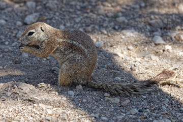Afrikanisches Borstenhörnchen