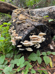 mushrooms in the forest