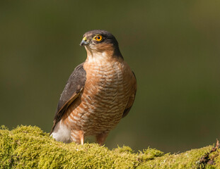 Sparrowhawk