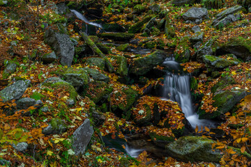 Sumny creek in autumn morning in Jeseniky mountains