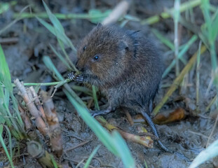 Water Vole With Reed