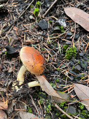 mushrooms in the forest