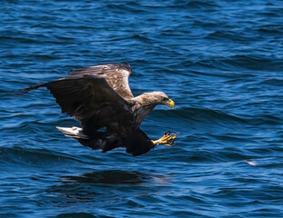 White Tailed Eagle