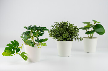 Fototapeta premium Three kinds of artificial plants on a white background. Monstera, boxwood, pilea peperomia. High quality photo.