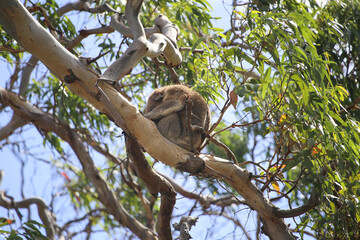 Koala sleeps on  branch of eucalyptus, on sunny day