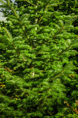 Frisches Tannengrün an einer Fichte