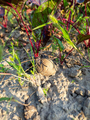 Close-up of a beet growing in the ground. A delicious and healthy vegetable. Gardening and agriculture