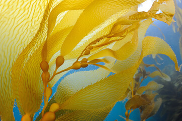 Apical end giant brown kelp, macrocystis pyrifera, Anacapa Island, California, USA - obrazy, fototapety, plakaty