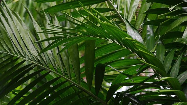 Background of tropical palm leaves swaying in the breeze with patterns forming from their shape and the way sunlight and shadow is falling on the leaves.