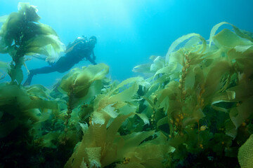 Diver swims by young kelp,  macrocystis pyrifera, Anacapa Island, California, USA