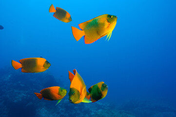 Fototapeta premium Clarion angelfish gathering, Holacanthus clarionensis, Revillagigedo Islands, Roca Partida, Mexico