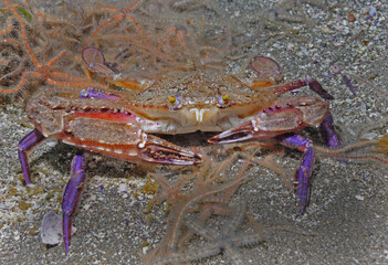 Swimming crab, Portnus xantusii, Anacapa Island, California, USA