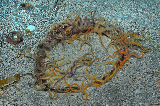 Brittle stars, Ophiothrix spiculata, on perimeter of old abolone shell, Anacapa Island, California, USA