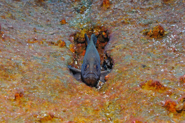 Fish, unknown, in crevice, Revillagigedo Islands, Roca Partida, Mexico