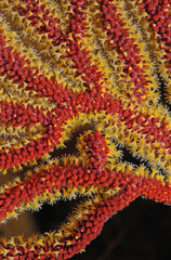 Orange gorgonian, Adelogorgia phyllosciera, Anacapa Island, California, USA