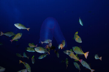 Assemblage of triggerfish, Unknown, feeding on unknown egg mass or salp, Revillagigedo Islands, Roca Partida, Mexico