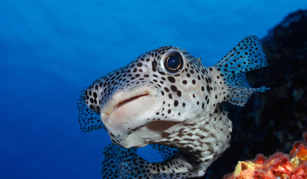 Porcupinefish, Diodon hystrix, cruising rock face, Revillagigedo Islands, Roca Partida, Mexico