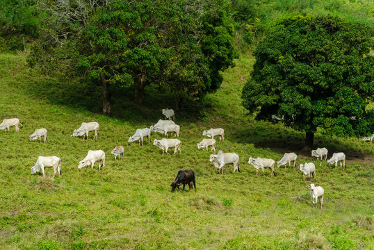 Livestock. Cattle grazing  in Serraria, Paraiba, Brazil on July 29, 2011.