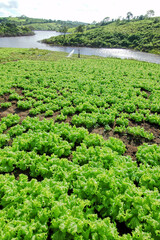 Lettuce planting in Lagoa Seca, Paraiba, Brazil on August 10, 2004. Brazilian agribusiness.