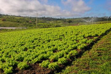 Fototapeta na wymiar Lettuce planting in Lagoa Seca, Paraiba, Brazil on August 10, 2004. Brazilian agribusiness.