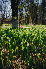 Young green small wheat or oat or rye seedlings growing on a agricultural field in spring lit by morning sun. Rows of rye sprouts growing in the soil