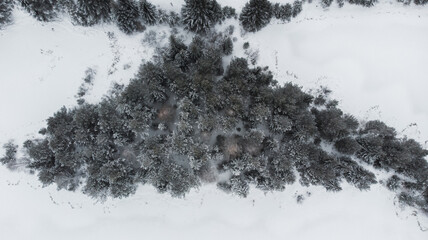 Natural background. Winter nature with the landscape of a Russian forest covered with snow from the height of a drone flight.