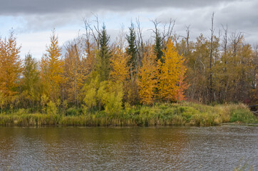 Pylypow Wetlands on a Cloudy Autumn Day