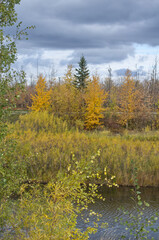 Pylypow Wetlands on a Cloudy Autumn Day
