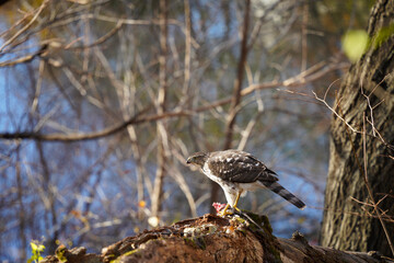 Cooper's Hawk