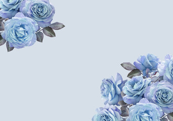 Floral banner, header with copy space. Blue roses isolated on pastel background. Natural flowers...